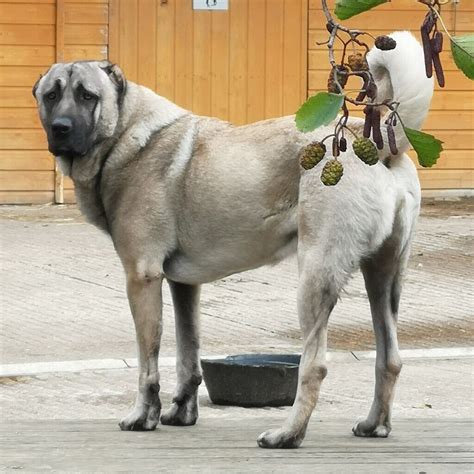 We have been raising Kangal dogs since 2011 and have a tremendous fondness and respect for the breed. . Kangal turco for sale